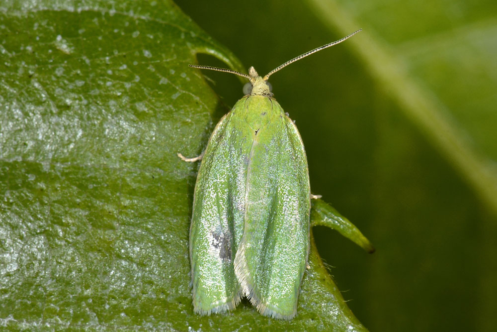 Tortricidae - Tortrix viridana